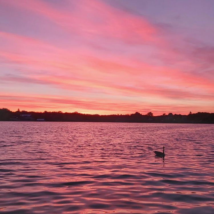 Sunset over a lake with vibrant pink skies and the silhouette of a swan.