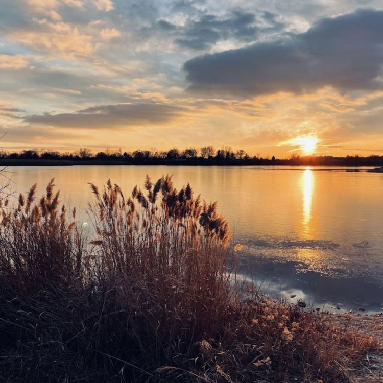 Sunset over a calm lake with reeds in the foreground.