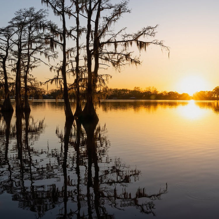 Sunset over a calm lake with silhouettes of tree reflections.