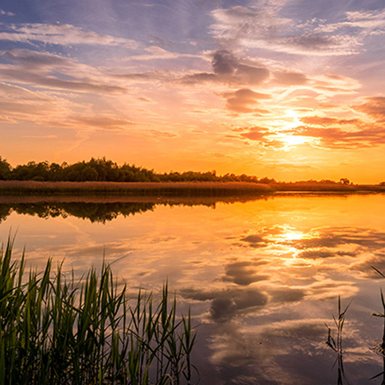 Sunset reflecting over calm lake with silhouette of grass in foreground.