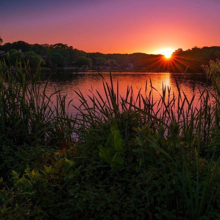 Sunset over a calm lake with foreground reeds and vivid sky.