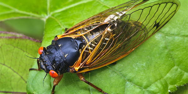 Close-up of a cicada with red eyes and transparent wings resting on a green leaf.